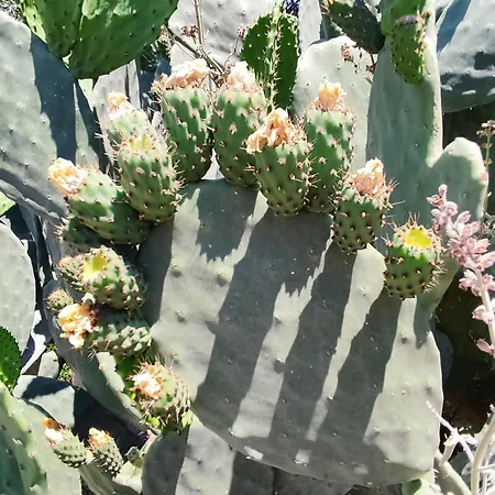 Villa Athina's Stone House In