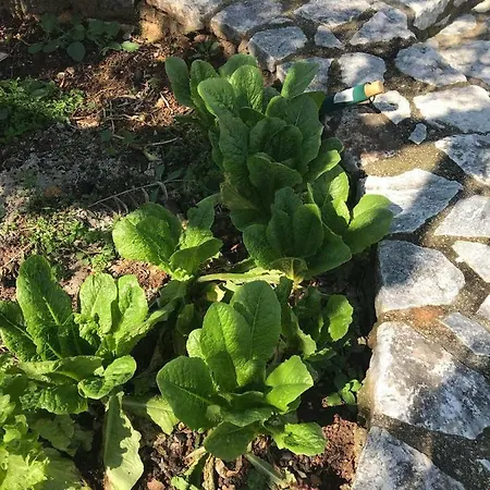 Athina's Stone House In Villa *