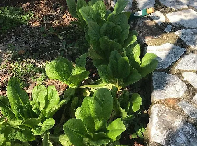Athina's Stone House In Villa *
