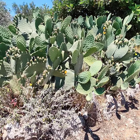 Athina's Stone House In * קרדמילי