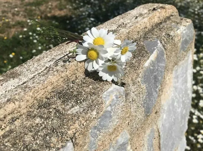 Villa Athina's Stone House In Kardamyli